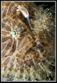   hairy frogfish  